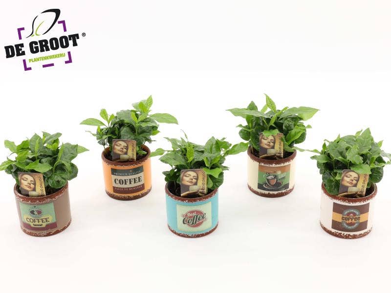 Coffea ar. in ceramic