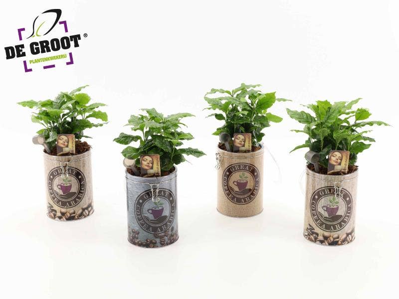 Coffea ar. in storage can