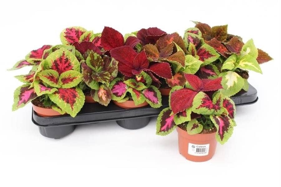 Coleus blumei