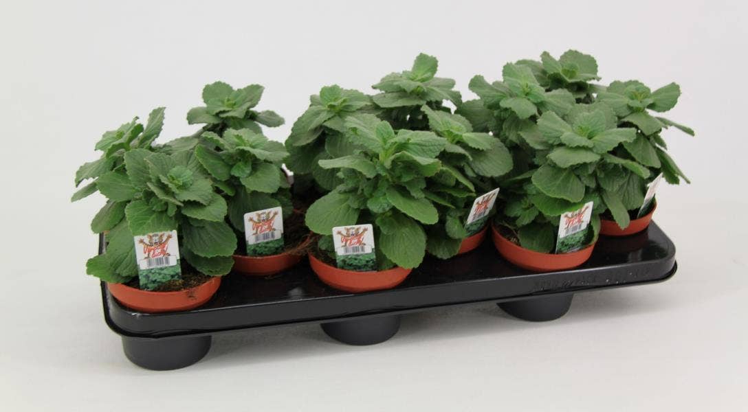 Coleus 'Verpiss Dich'