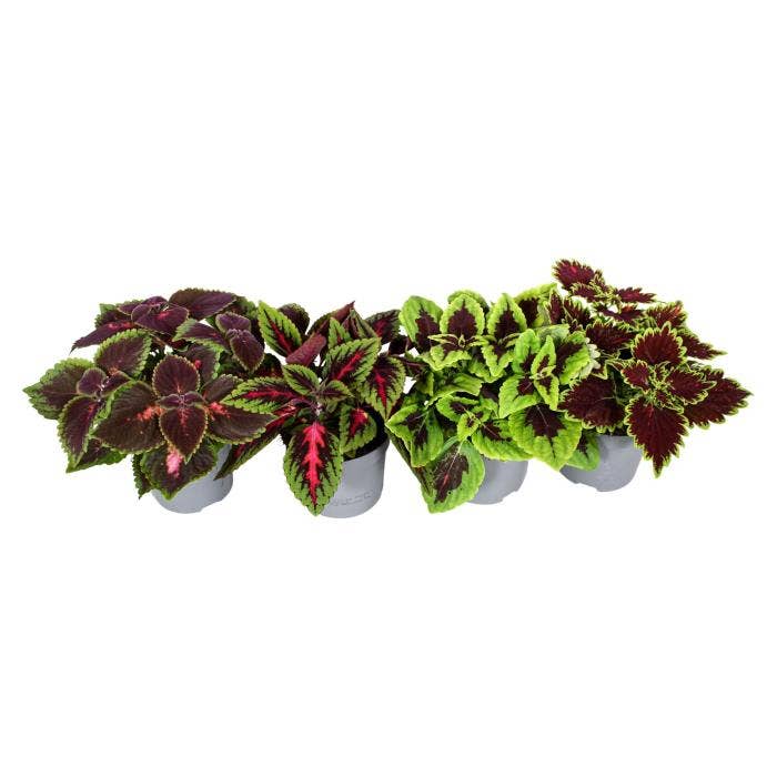Coleus