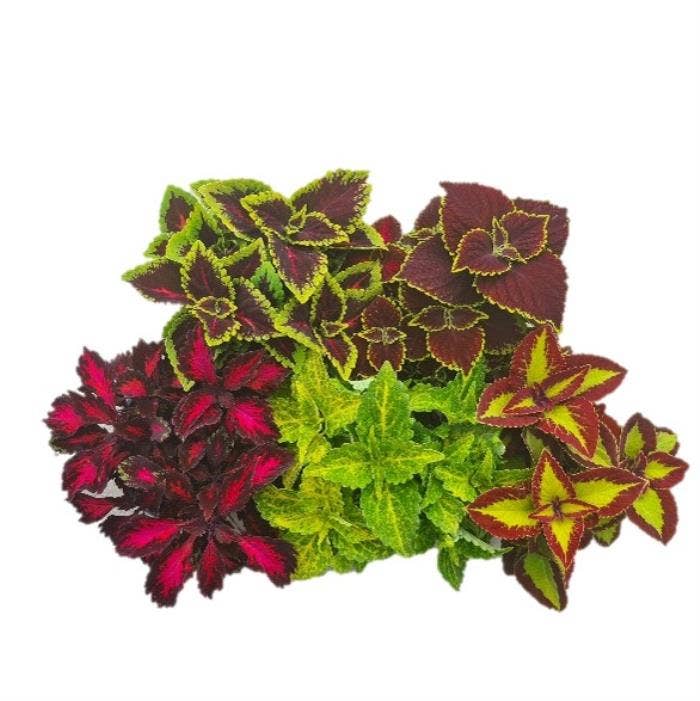 Coleus