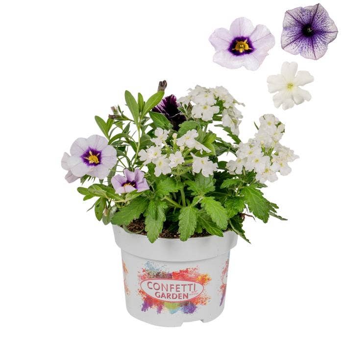 Confetti Garden 'Marvelous Sky'