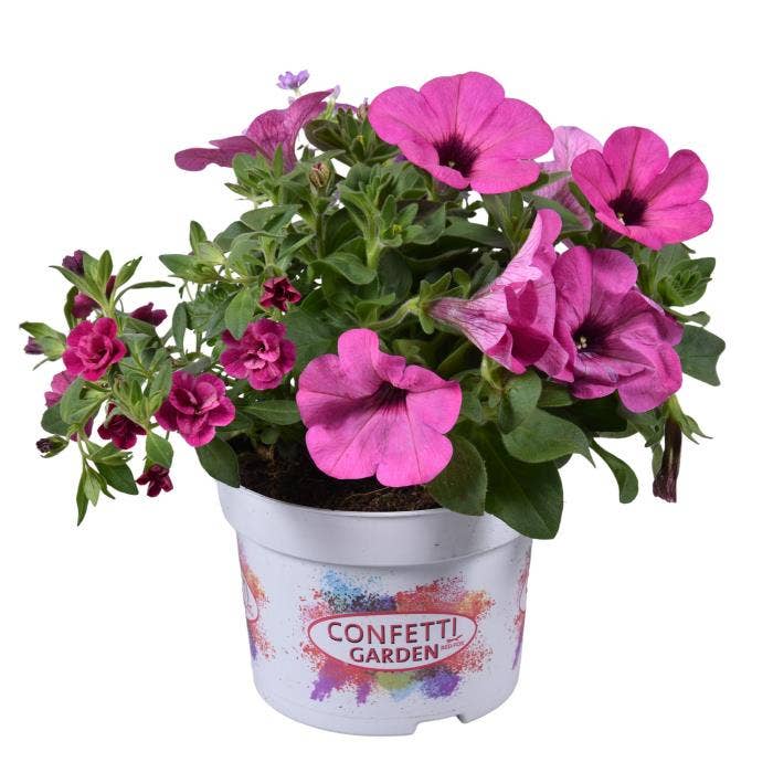 Confetti Garden 'Vintage Venus'