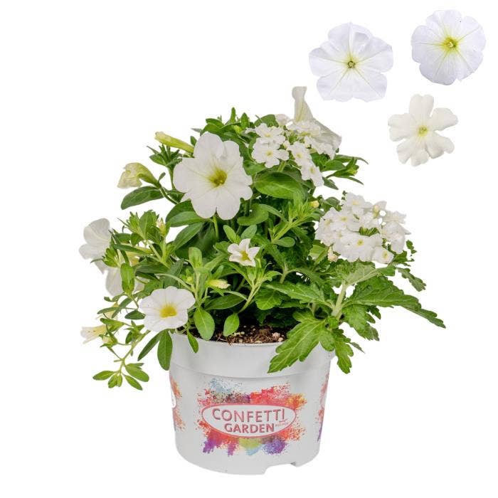 Confetti Garden 'White Win'
