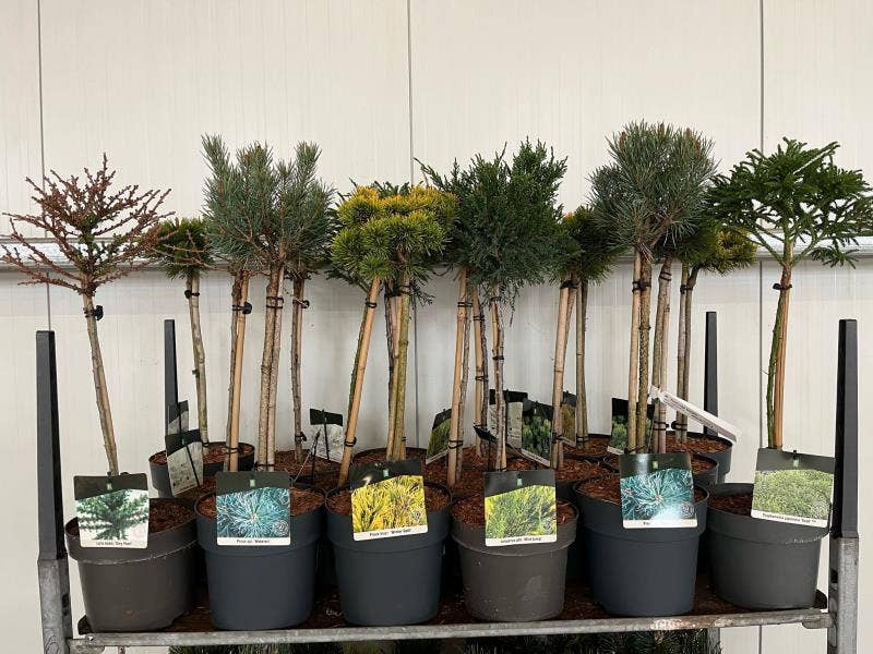 Conifers grafted 40cm STD