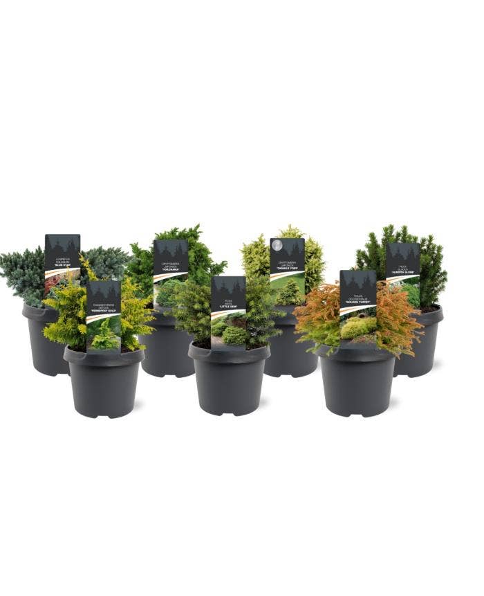 Conifers Premium