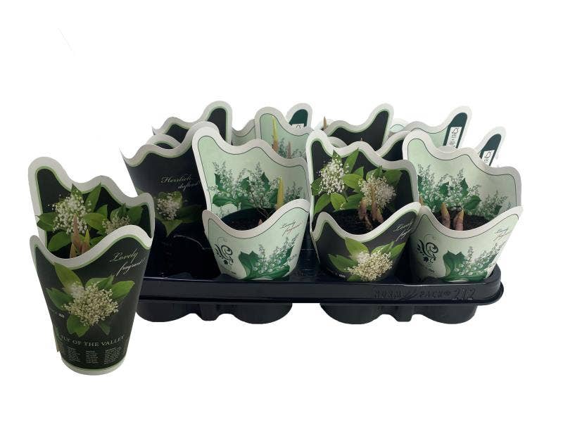 Convallaria in potcover