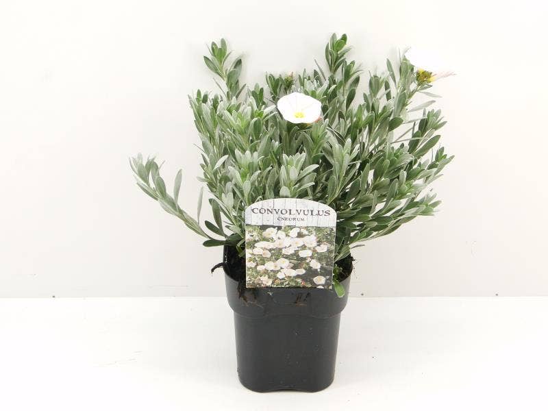Convolvulus cneorum
