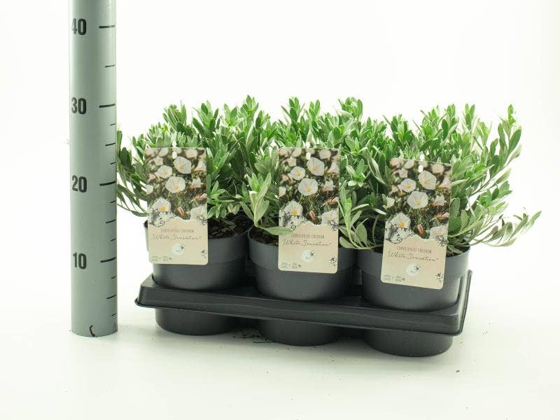 Convolvulus 'White Sensation'