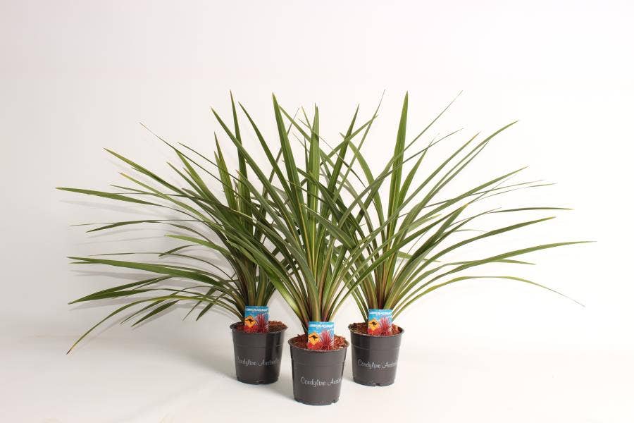 Cordyline Australis Peko