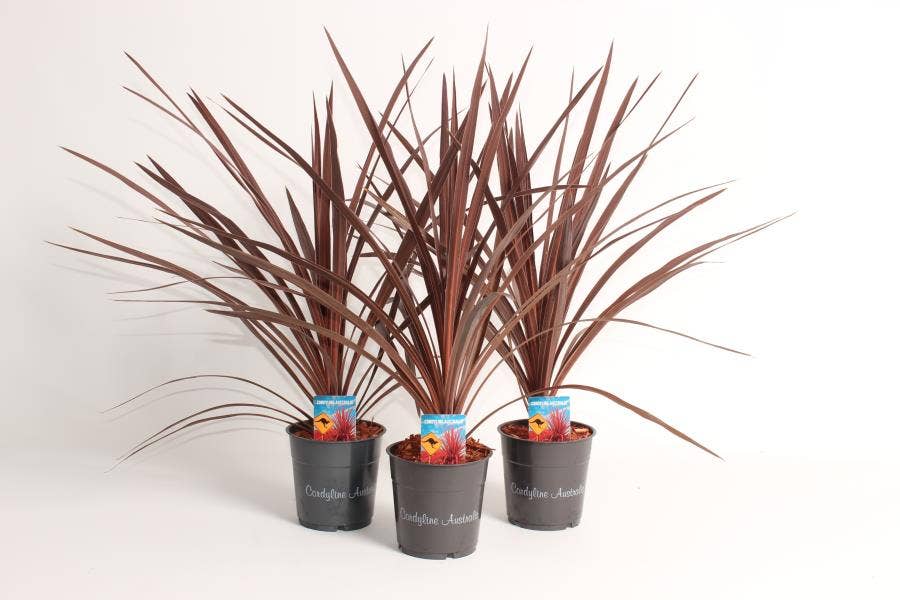 Cordyline Australis Red Star