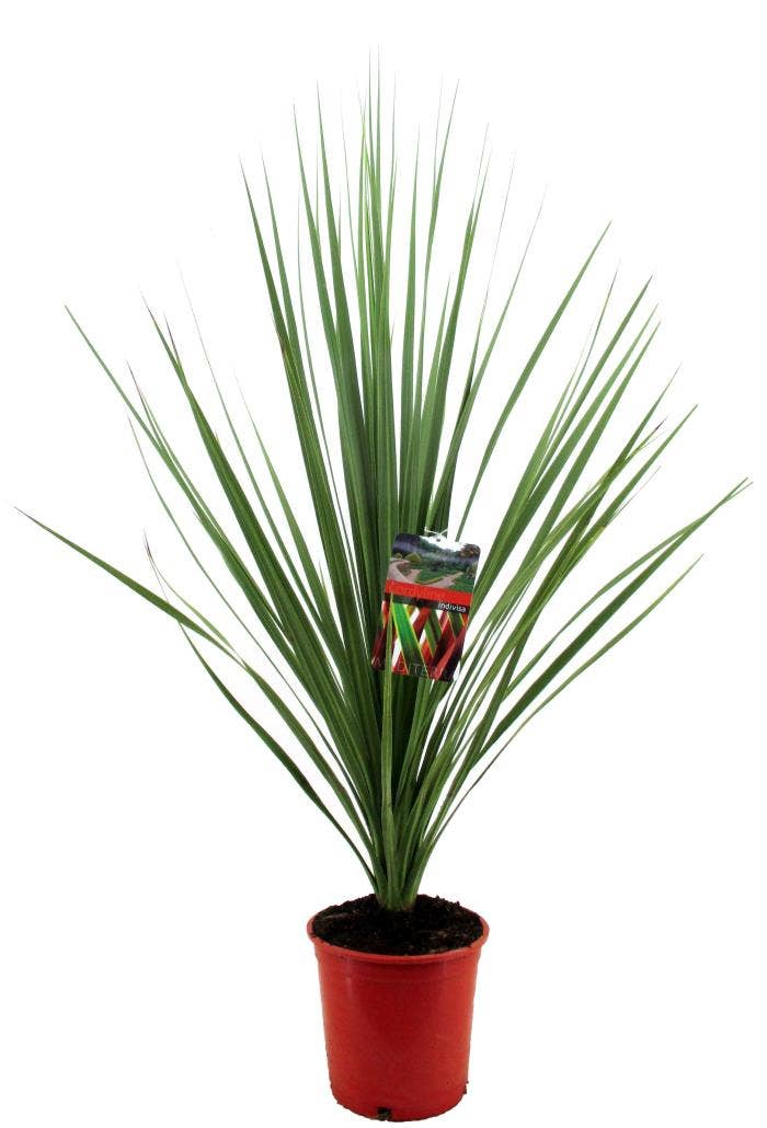 Cordyline indivisa