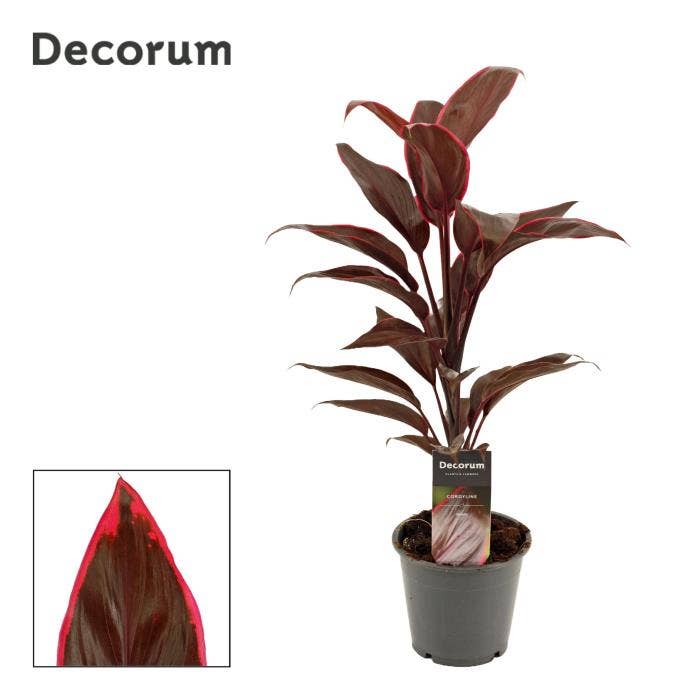 Cordyline Mambo