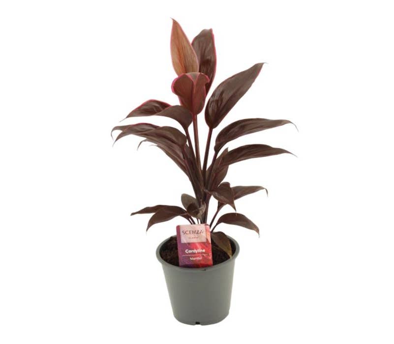 Cordyline Mambo