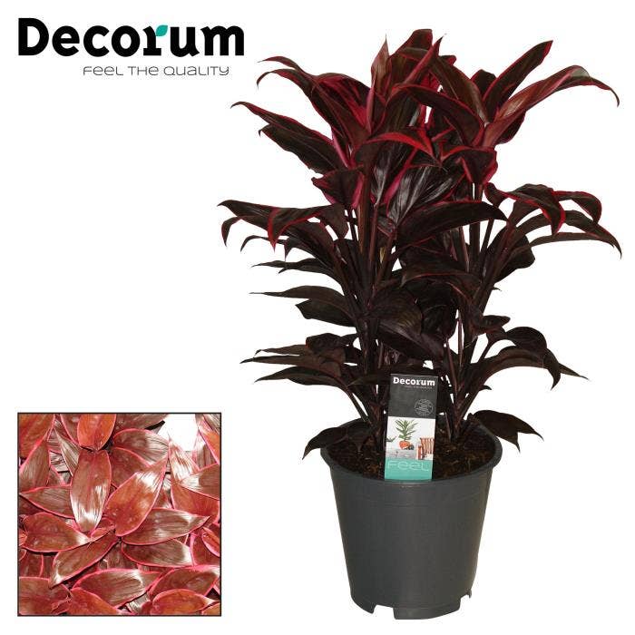 Cordyline Mambo