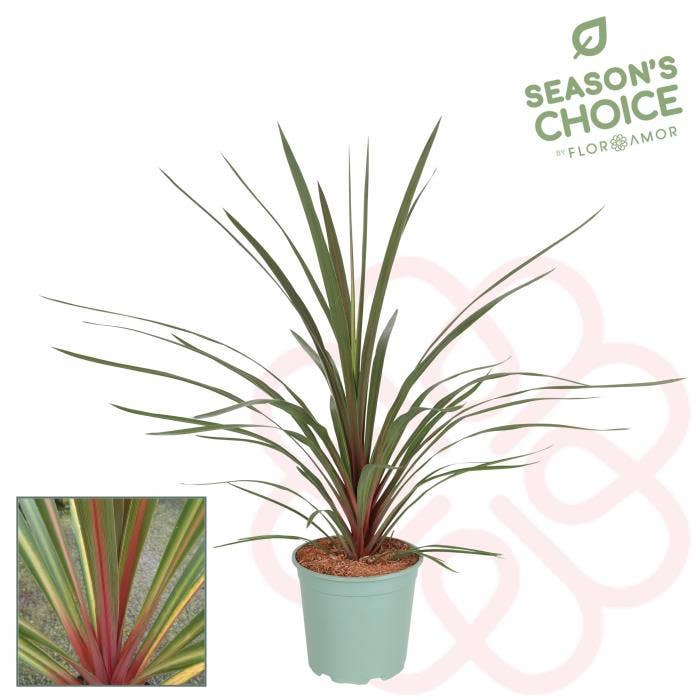 Cordyline 'Red Heart'