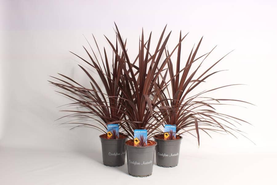 Cordyline 'Red Star'