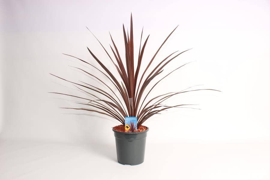 Cordyline 'Red Star'