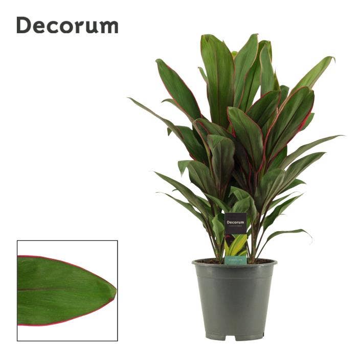 Cordyline Salsa