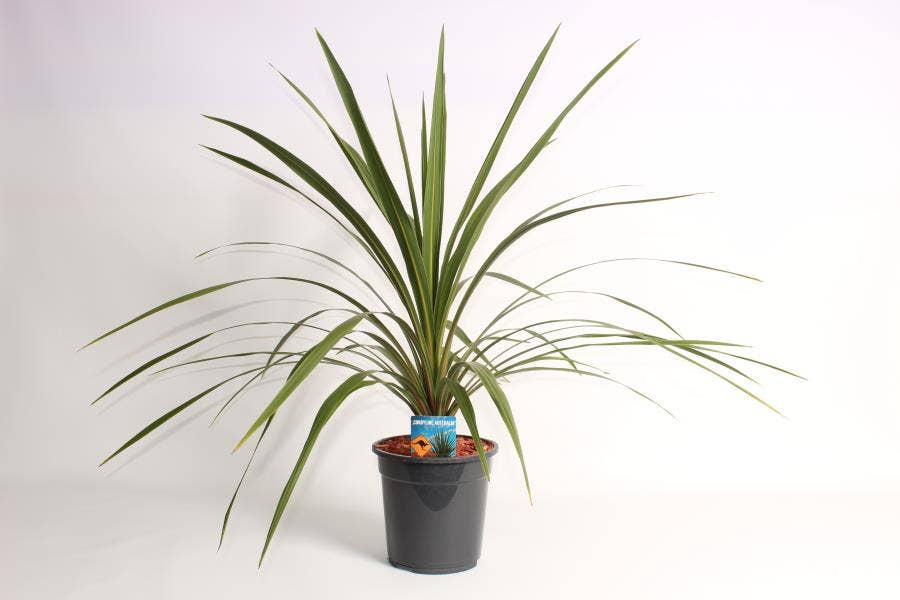 Cordyline 'Verde'