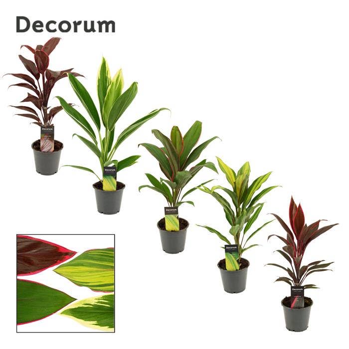 Cordyline 