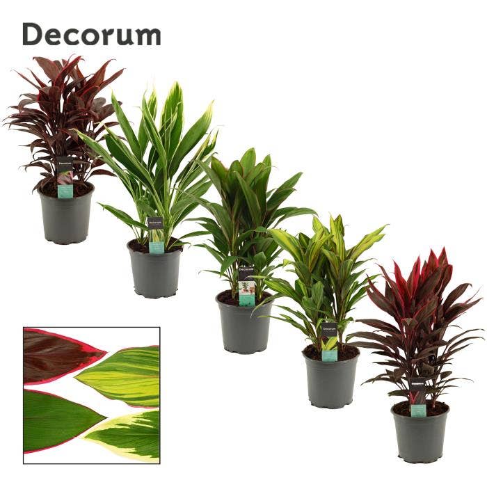 Cordyline 