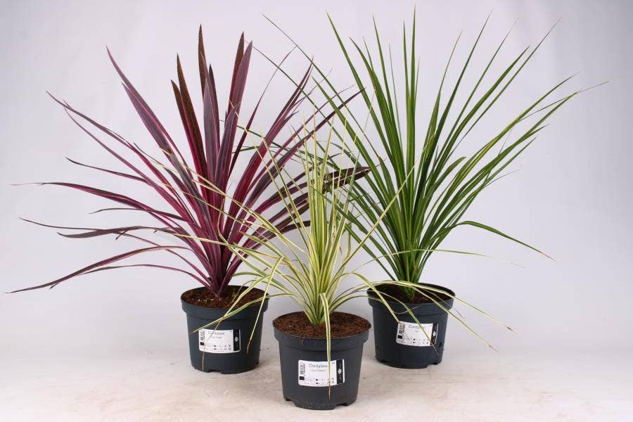 Cordyline Fruticosa Kiwi | Piante da appartamento in vendita online! Colore Terracotta