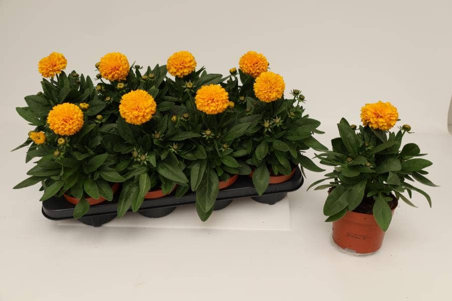 Coreopsis Golden Spheer