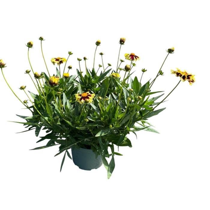 Coreopsis gra. 'Solar Moon'