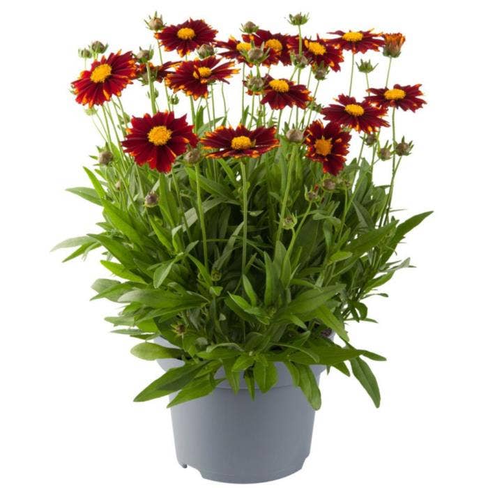Coreopsis 'Uptic Red'