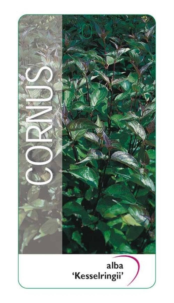 Cornus alb. 'Kesselringii'