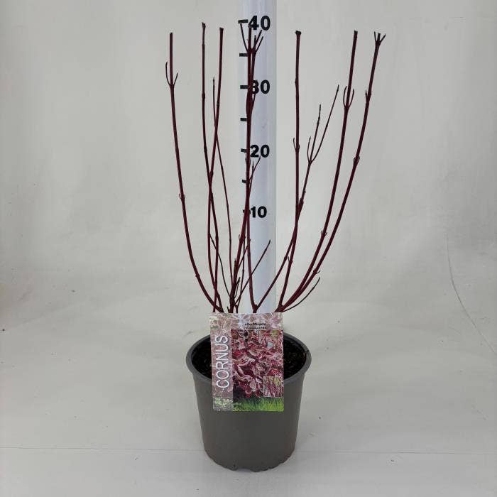 Cornus alb. 'Miracle'