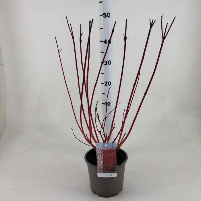 Cornus alb. 'Sibirica'