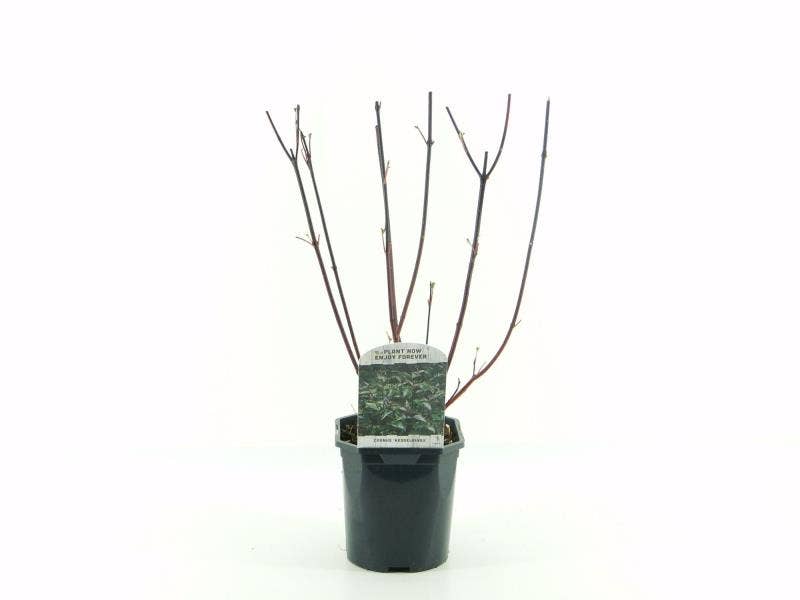 Cornus alba 'Kesselringii'