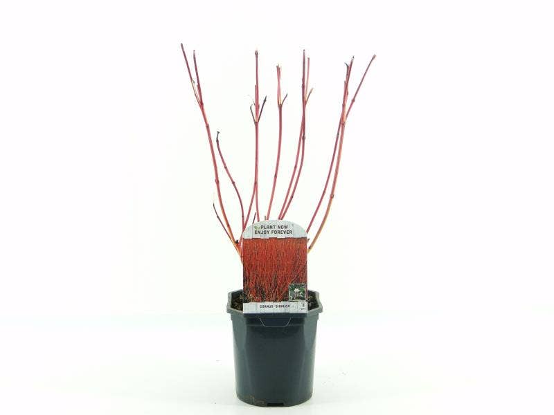 Cornus alba 'Sibirica'