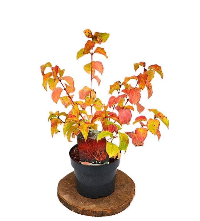 Cornus san. 'Winter Beauty'