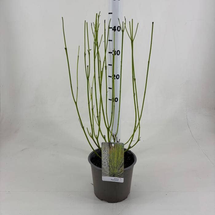 Cornus ser. 'Flaviramea'