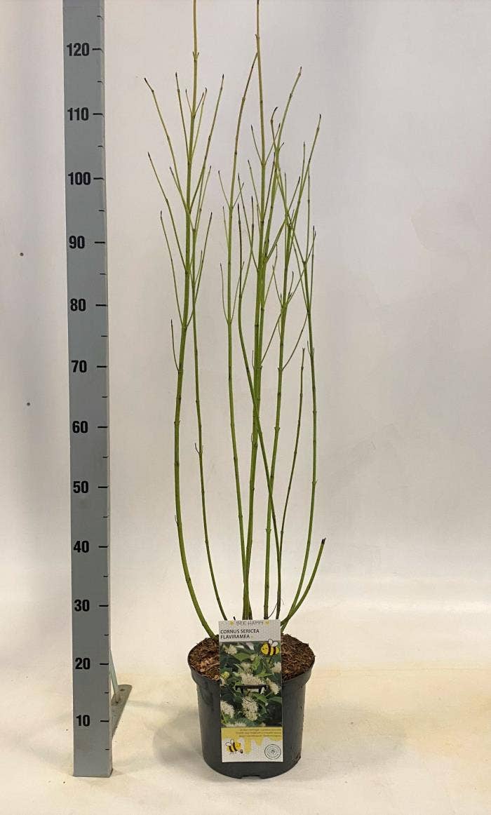 Cornus ser. 'Flaviramea'