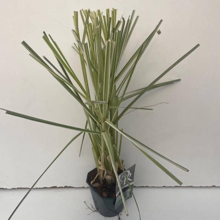 Cortaderia 'Pink Phantom'