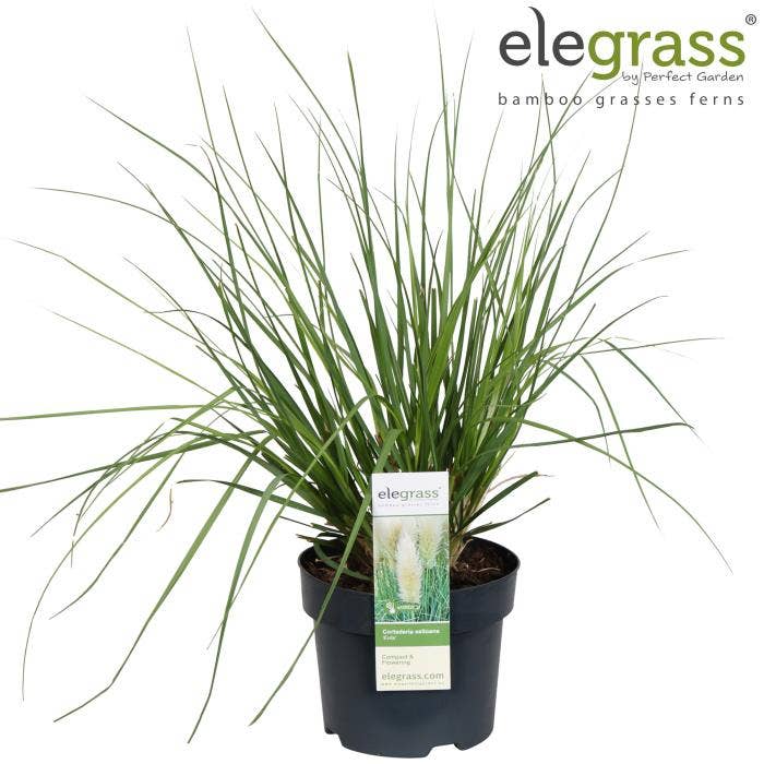 Cortaderia sell. 'Evita'