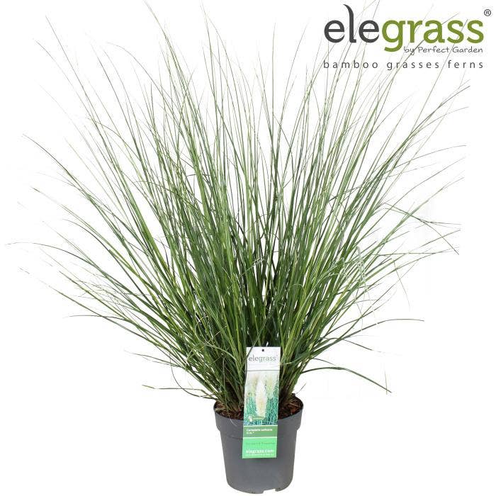 Cortaderia sell. 'Evita'