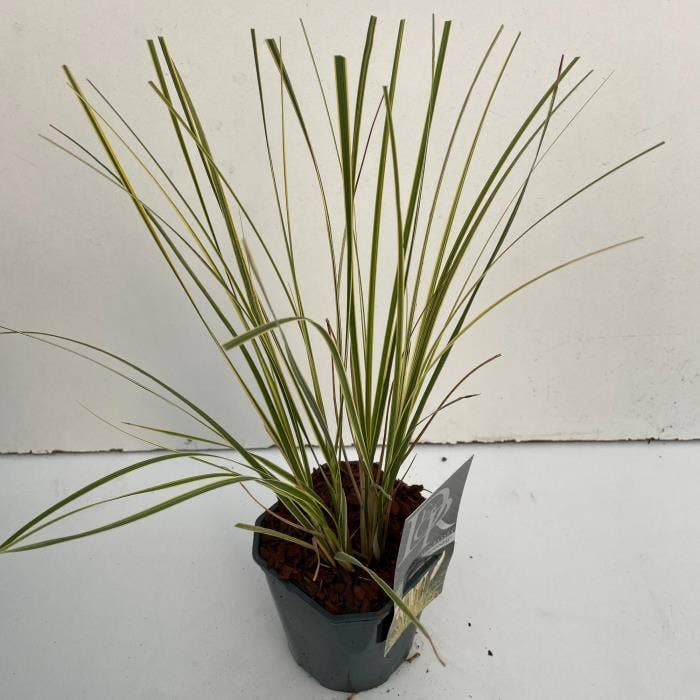 Cortaderia sell. 'Mini Goldpampas'