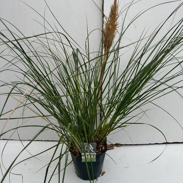 Cortaderia sell. 'Mini Pampas'