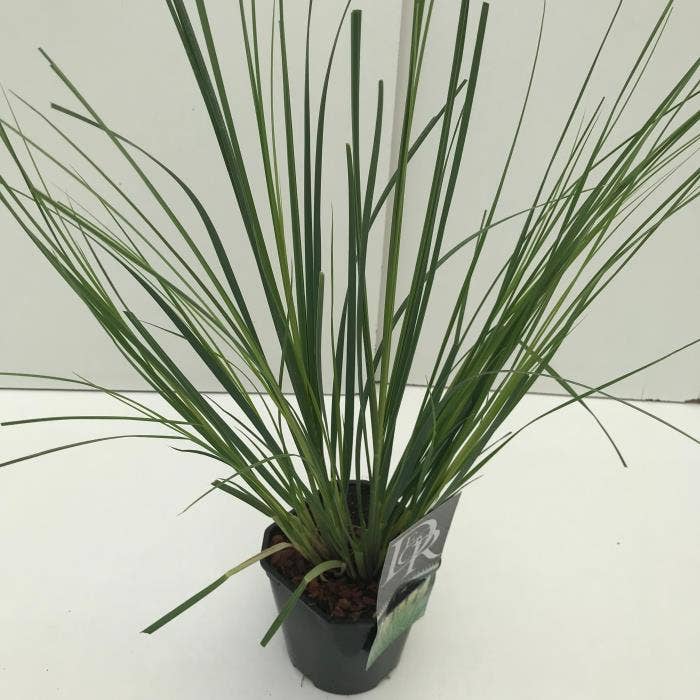 Cortaderia sell. 'Mini Pampas'