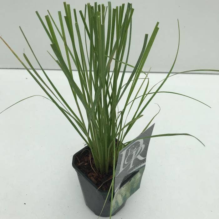 Cortaderia sell. 'Pumila'