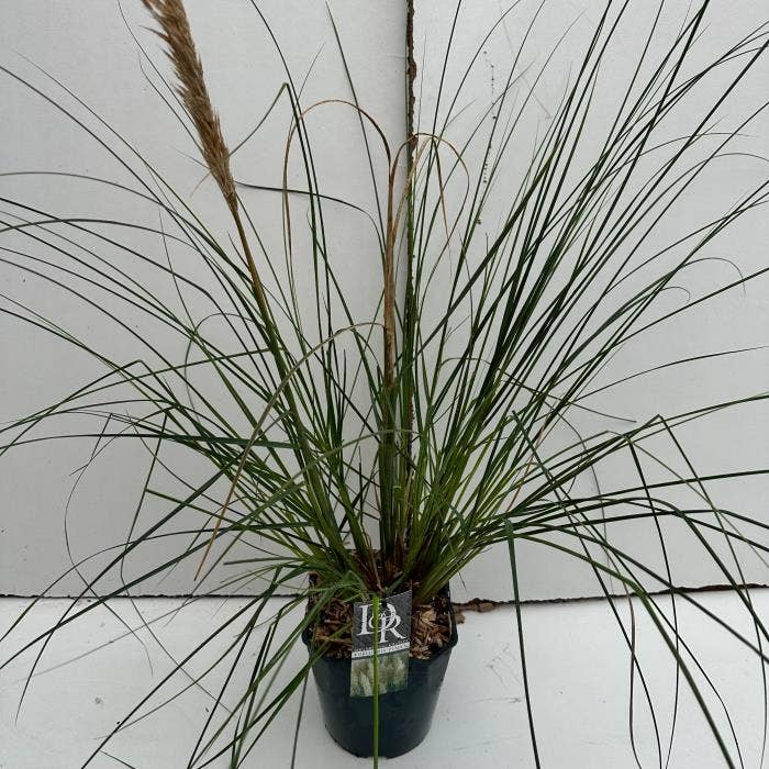 Cortaderia sell. 'Pumila'
