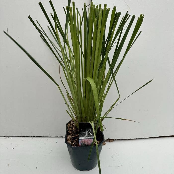 Cortaderia sell. 'Rosea'