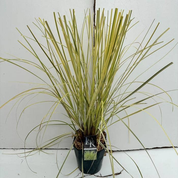 Cortaderia sell. 'Splendid Star'