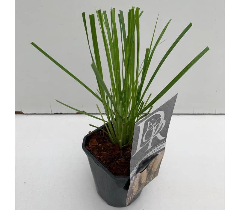 Cortaderia Selloana Green Solutions